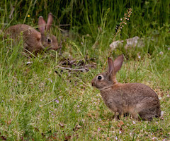 El Gobierno de Aragón desarrolla un nuevo sistema para capturar conejos y evitar su sobrepoblación